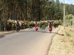 04-portatrici-di-eucalipto